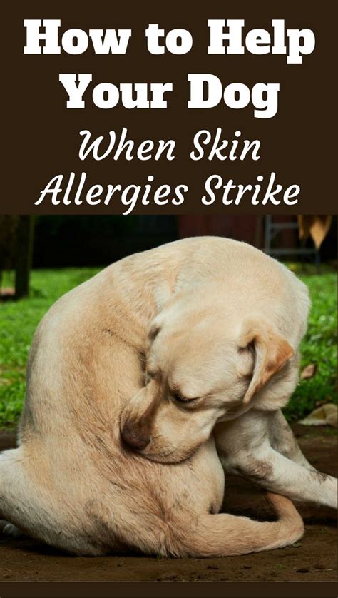 Understanding Dog Skin Allergies: Remedies, Treatment and Skin Care Tips | Dog skin allergies ...