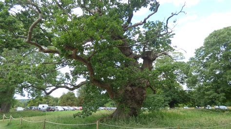 A huge Oak tree in the grounds of Hinton Ampner | History Th… | Flickr