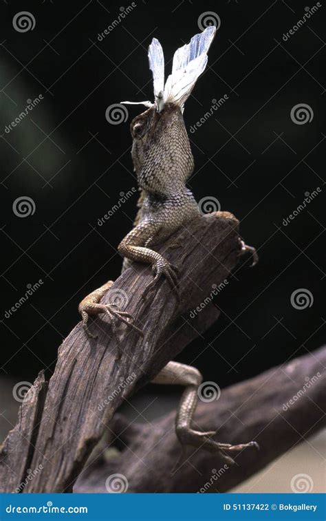 Monitor Lizard in Its Habitat Stock Photo - Image of vertical, lizard: 51137422