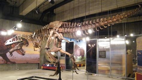 Scotty the Tyrannosaurus rex is now the province's official fossil ...