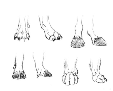 Animal Feet Practice by aLameUserName on DeviantArt