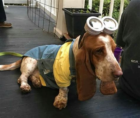 14 Trendy Basset Hound Halloween Costumes | Page 2 of 3 | PetPress