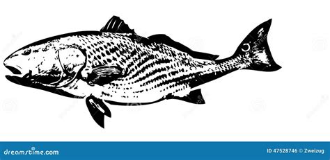 Redfish fish vector stock vector. Illustration of redfish - 47528746