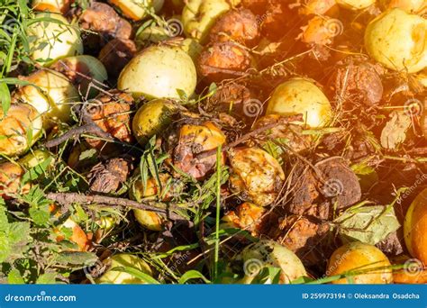 Compost Heap. Rotten Fruit. a Bunch of Rotten Apples Stock Photo - Image of rotten, fruit: 259973194