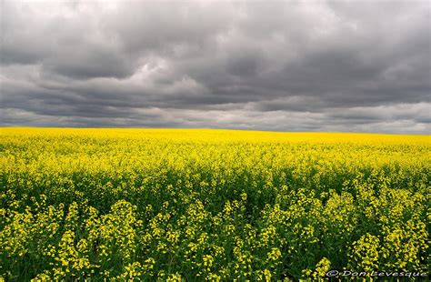 Mustard field forever... by imonline on DeviantArt