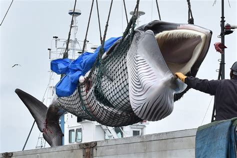 Whales targeted by Japan face extinction threat