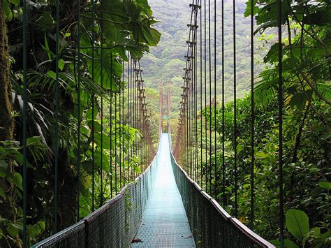 Monteverde Cloud Forest, forest, wonderful, costa rica, cloud, bridge, nature, HD wallpaper | Peakpx