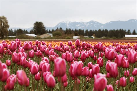 The Chilliwack Tulip Festival Opens April 19 - Foodology