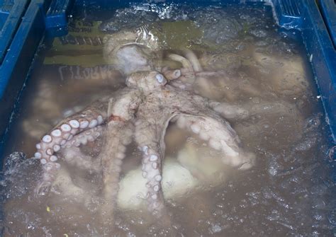 'Horrific Terror and Pain': Warning Octopus Farm Will Lead to Cannibalism