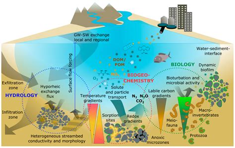 Water | Free Full-Text | Is the Hyporheic Zone Relevant beyond the Scientific Community?