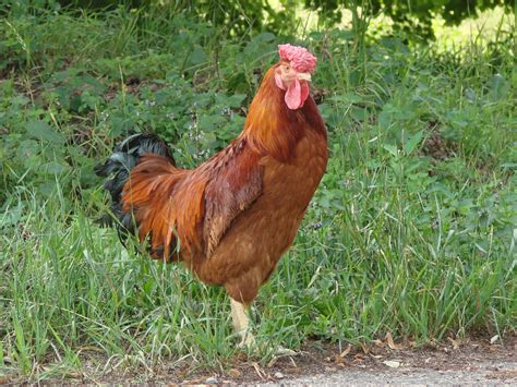 File:Poltava chicken breed male3.jpg - Wikimedia Commons