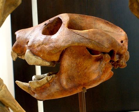 Marsupial Lion Skull | Marsupial, Prehistoric animals, Extinct animals