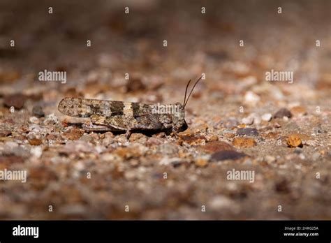 Macro of a pallid-winged grasshopper on the ground Stock Photo - Alamy