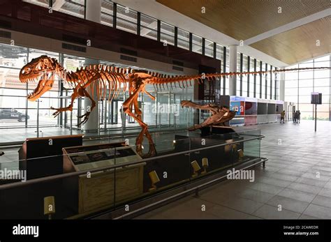 NIGER, Niamey, airport, fossil bones of dinosaur Afrovenator abakensis ...