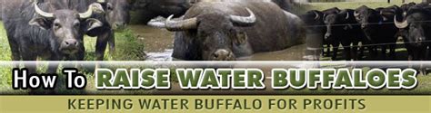 How To Raise Water Buffalo | Raising A Water Buffalo For Profit | Domestic Water Buffalo Farming