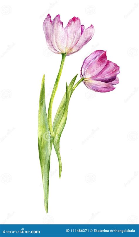 Watercolor Drawing Pink Tulips Stock Illustration - Illustration of love, gift: 111486371