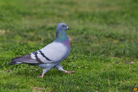 Сизый голубь (лат. Columba livia)