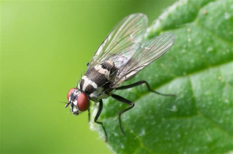 Biting Flies in Florida • Problem Solved Pest Control