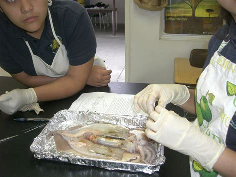 Squid Dissection - mrsrosales-acaciawoodschool