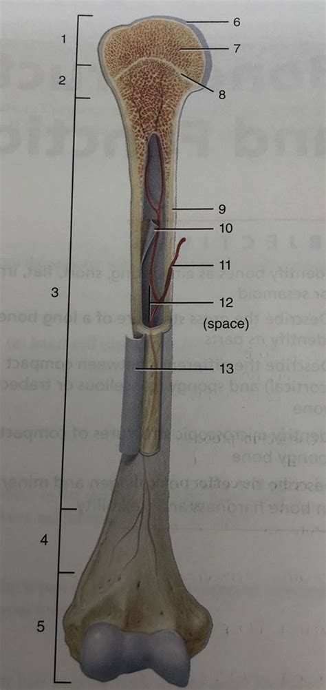 bone anatomy Diagram | Quizlet