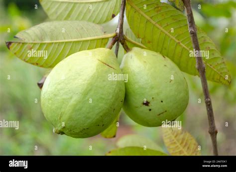 Guava trees Banque de photographies et d’images à haute résolution - Alamy