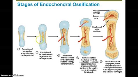 Endochondral Ossification Part 1 | 198 plays | Quizizz