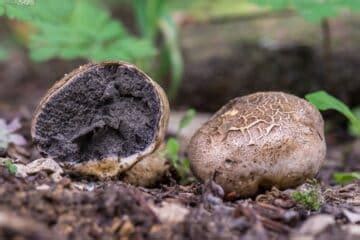 Earth Ball Fungi of North America: Identification and Species Guide - Mushroom Appreciation