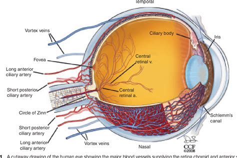 Developmental Anatomy of the Retinal and Choroidal Vasculature | Semantic Scholar