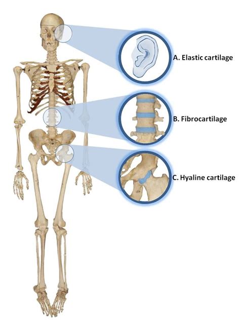 Pin on Hyaline Cartilage