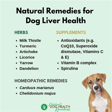 How To Treat Liver Cancer In Dogs