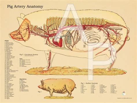 Pig Artery Anatomy Poster | Arteries anatomy, Anatomy, Arteries and veins