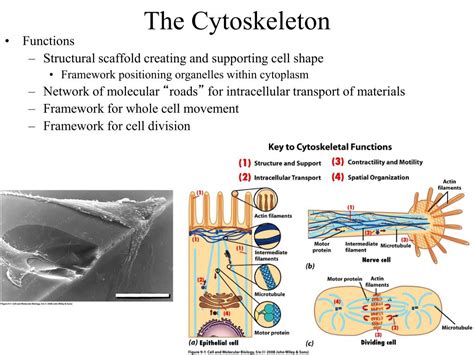 PPT - The Cytoskeleton PowerPoint Presentation, free download - ID:3340914