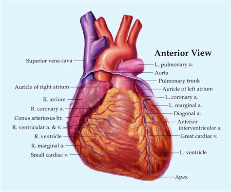 Location Of Human Heart In Body | MedicineBTG.com