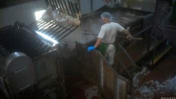 Photo: Piglets in scalding tank - Farm Transparency Project | Australian animal protection charity