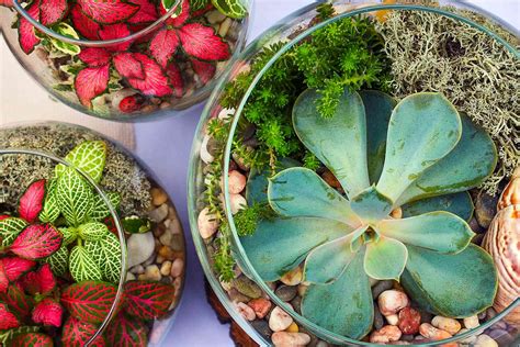 Best Terrarium Plants for Beginners and How to Care for Them