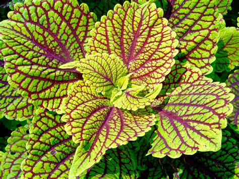 Overwintering Coleus: Tips For Wintering A Coleus Plant | Gardening ...