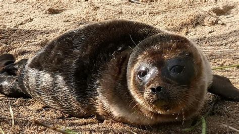 Finnish conservationists worry about Saimaa ringed seal as fishing net ban ends – Eye on the Arctic