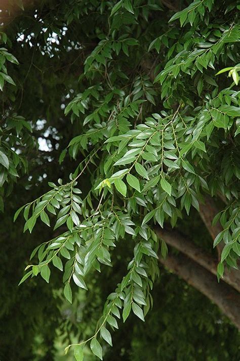 Drake Elm (Ulmus parvifolia 'Drake') at Calloway's Nursery | Plants, Plant finder, Low ...