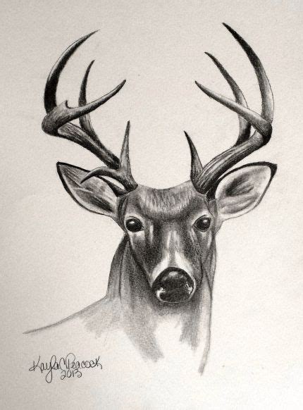 Deer Sketch | Pencil Sketches of Animals