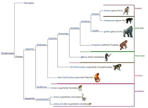 Primate Family Tree by RaptorAnimatronic on DeviantArt