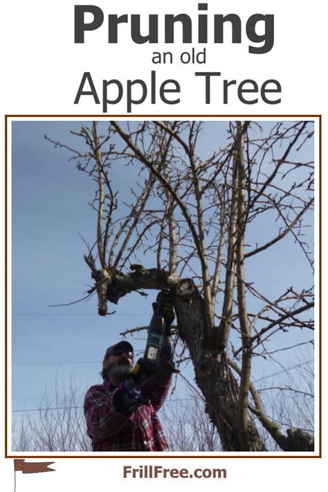 Pruning an Old Apple Tree - Rejuvenation Pruning