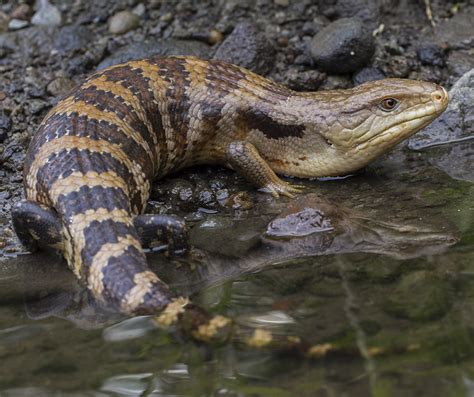 Blue-tongued Skink | Alexandria Zoo