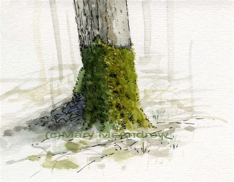 Watercolor Studies of Moss on Trees « Mary McAndrew