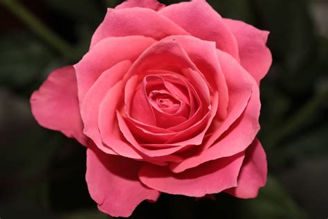 Free Images : flower, petal, pink rose, floribunda, macro photography, flowering plant, garden ...