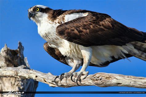 The Superbly Adapted Osprey | BirdNote