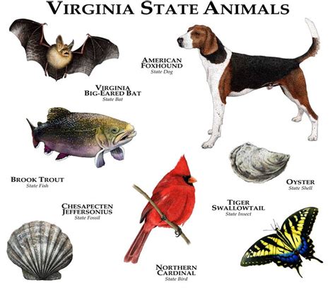 Virginia State Animals Poster Print in 2020 (With images) | Animals ...