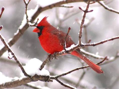 Cardinal Bird Wallpapers - Wallpaper Cave