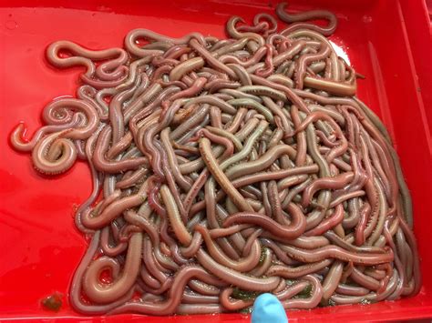 Bloodworms Find a New Home at the CCAR - Center for Cooperative ...