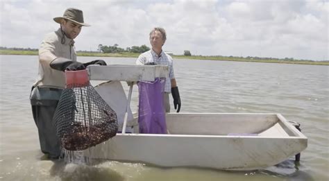 Friday Feature: Louisiana Crawfish Farming | Panhandle Agriculture