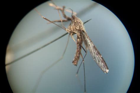 MEDICAL ENTOMOLOGY: Identification of Anopheles spp. (Adult mosquitoes)